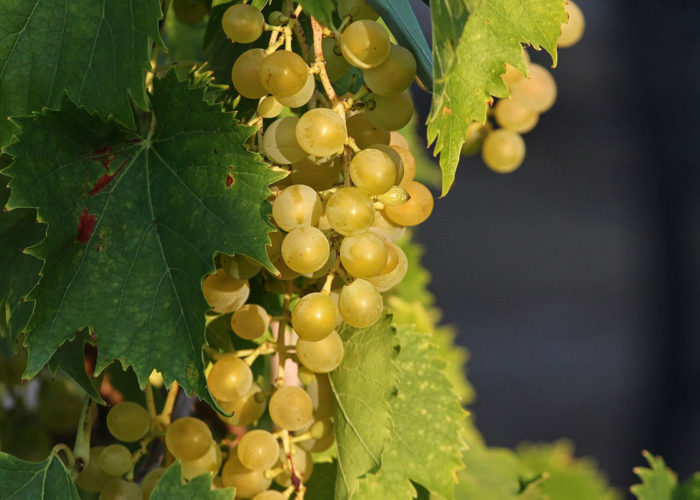 Chablis wine tasting on the 5-night Burgundy Barge Cruise