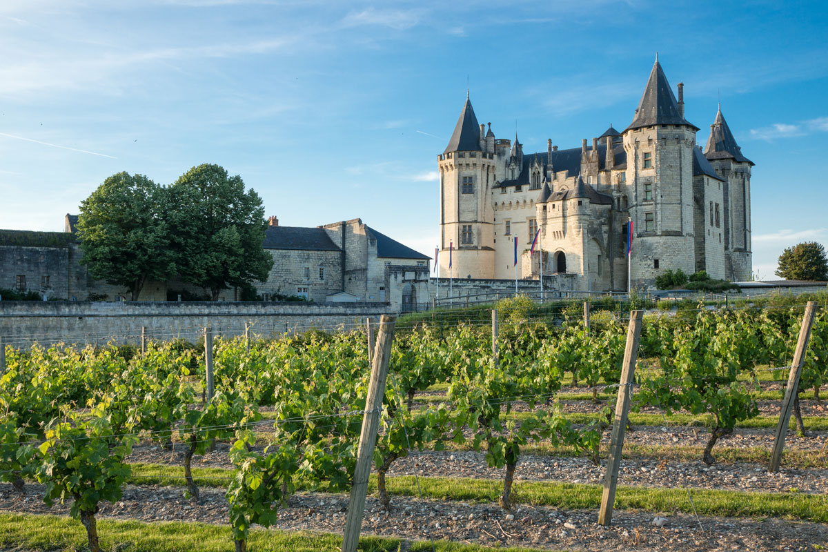 Vineyard in Loire Valley