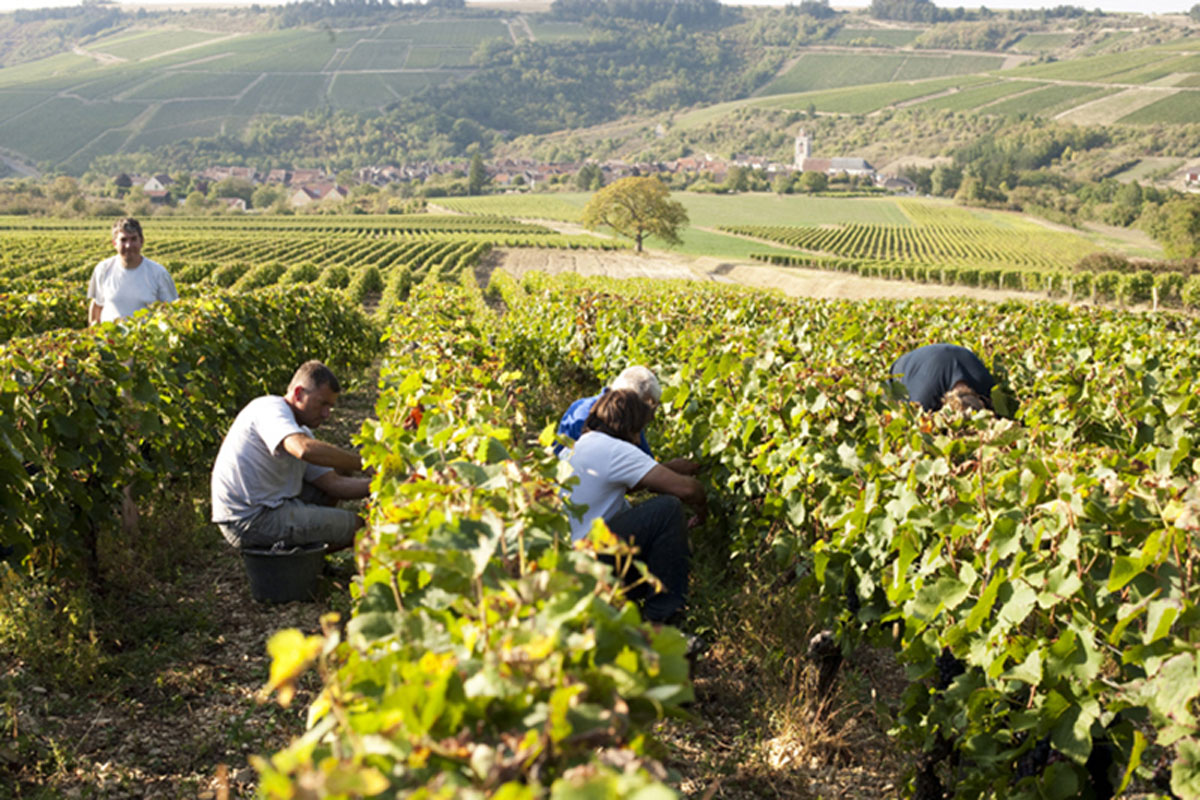 Crémant-du-Bourgogne-wine-tasting-vineyard