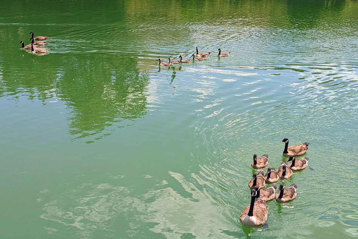 Canada Goose