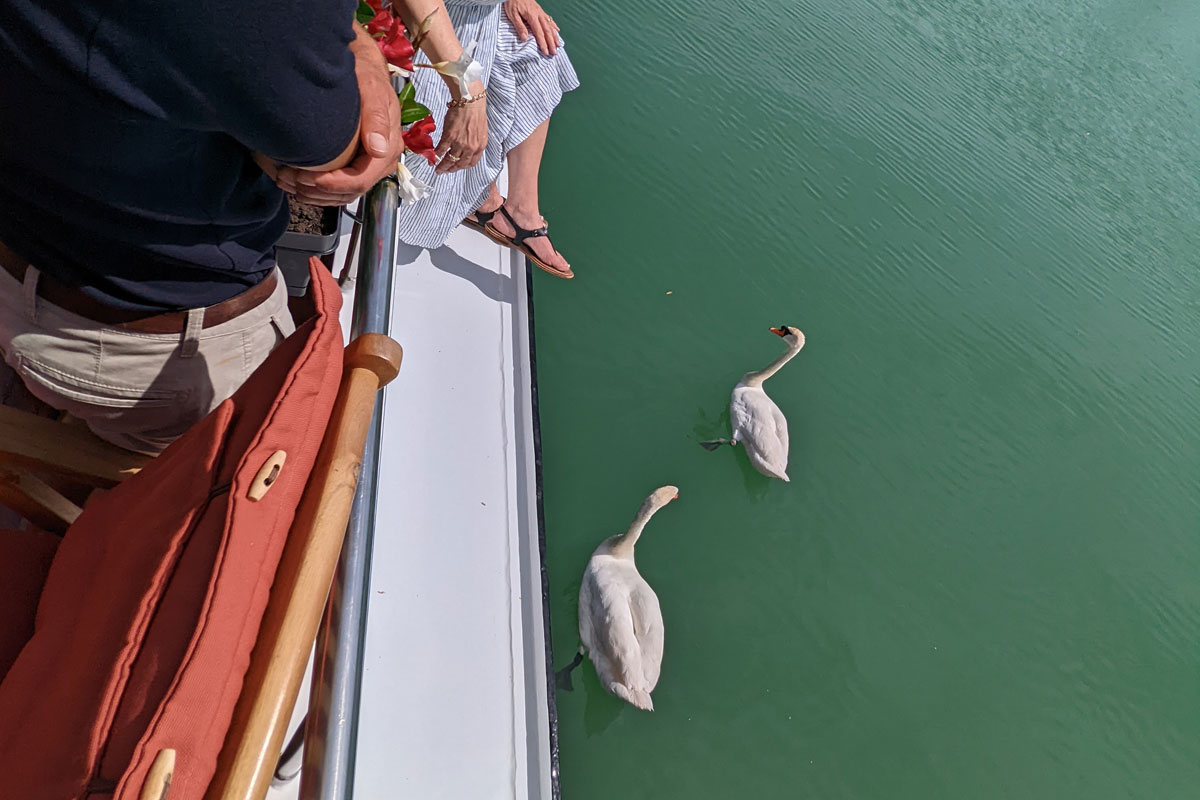 swans-from-on-board