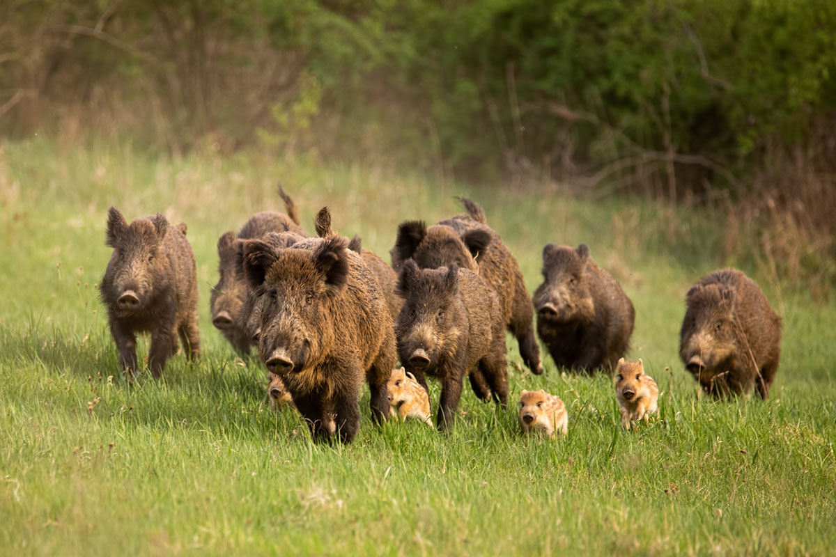 wild-boar