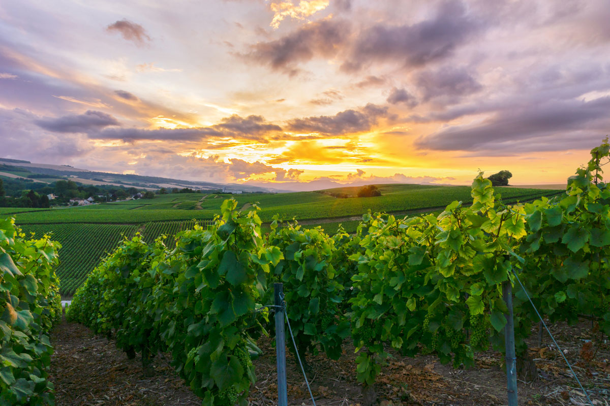 Epernay-vineyard