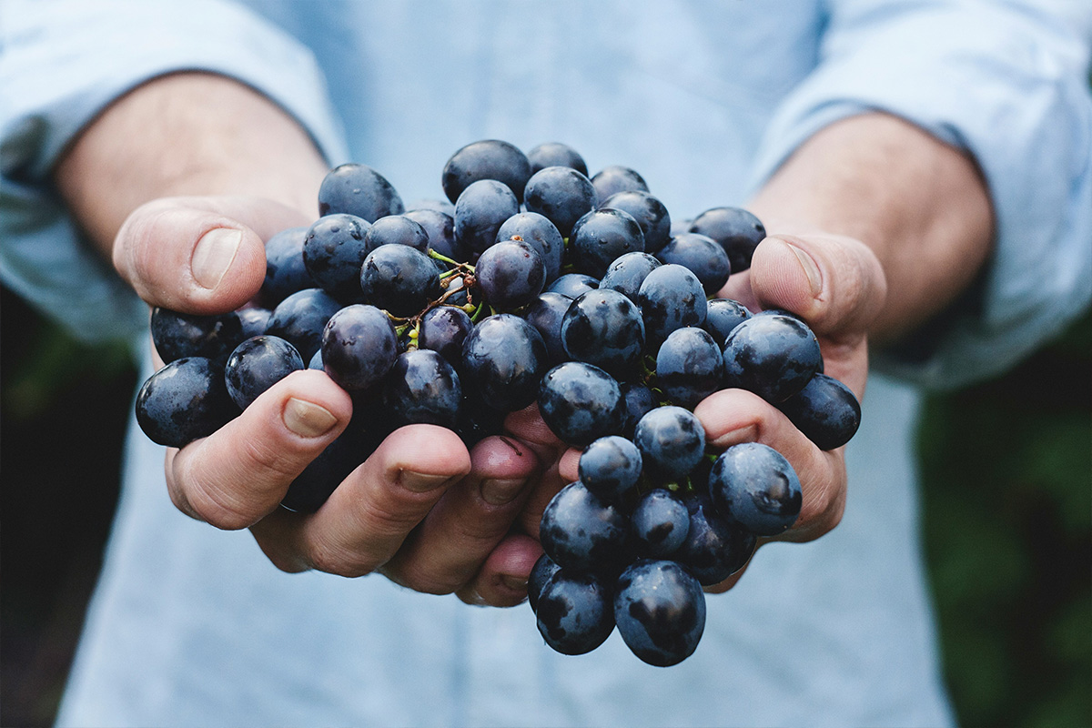 The Sancerre Harvest: A Celebration of Wine and Tradition