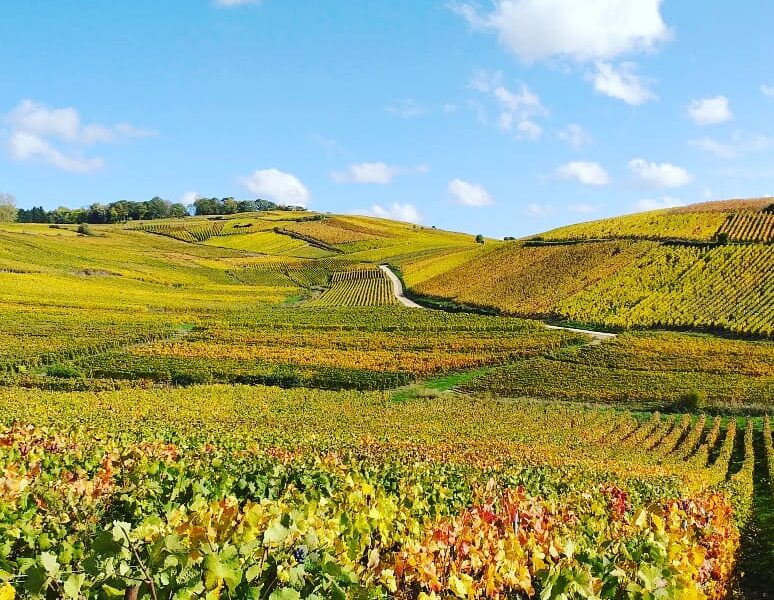 Experience the Sancerre Grape Harvest on C’est La Vie in the Loire Valley