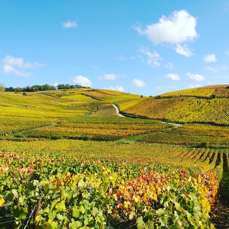 Experience the Sancerre Grape Harvest on C’est La Vie in the Loire Valley