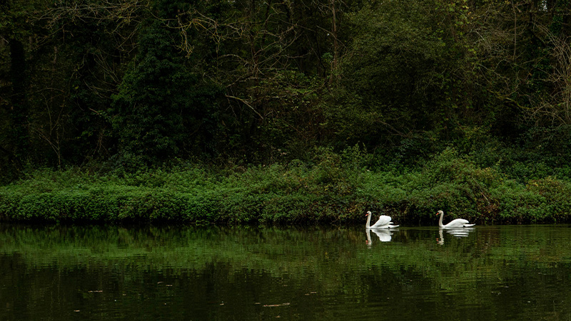 June To validate : An Elegant Passage Through Nature